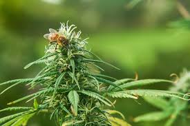 It's easy to see how this bee might help spread pollen around! Can Cannabis And Hemp Save The Bees Sensi Seeds