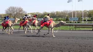 Please *do* add photos you have taken from the races and concerts from sam houston park. Camel Race At Arlington Park Racetrack Youtube