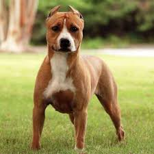 The ears are high on the head and may be trimmed, however not in the case of the show dogs. Prize Winning Show Dog Found After Vanishing At Atlanta Airport For 3 Days Abc News