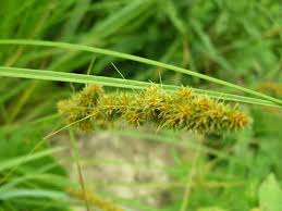 Image result for Carex angolensis