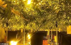 As an organisation, we take a very. Three South Australian Men Charged In Major Cannabis Drug Bust In Adelaide Daily Mail Online