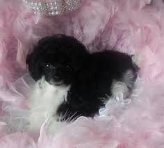 Black And White Toy Poodle Puppies Tux Black And White Teacup And Tiny Toy Poodles For Sale In Texas 254 434 9449 Www Puttinontheritzpoodles Poodle Puppies For Sale Tea Cup Poodle Poodle Puppy