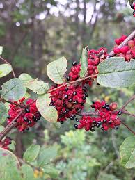 Image result for Zanthoxylum sp. A