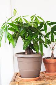 These guys love partial light and will typically bloom a few. The Best Pet Friendly Houseplants Emilie Eats