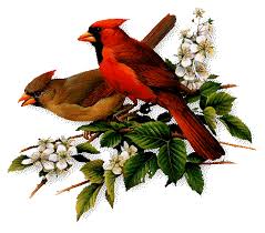 Bird Bird Bird Bird Is The Word Gif Https Encrypted Tbn0 Gstatic Com Images Q Tbn 3aand9gctbzka0jyxlah3iqznbnccawd 4drzdpe2hja Usqp Cau