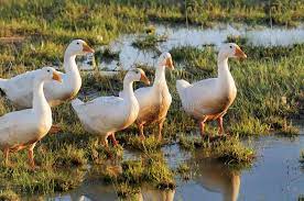 Pin On Goose