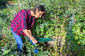 Apply a general fertilizer early in the spring, especially if the plant has. A Must Read For Plant Lovers Diseases That Affect Butterfly Bushes Gardenerdy