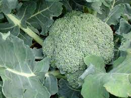The most popular way of growing cucumbers these days is called hilling up. How To Grow Broccoli A Cool Season Vegetable Dengarden