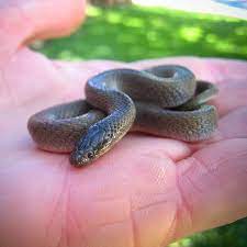 Haldea Striatula Rough Earth Snake Usa Snakes Snake Earth Arkansas Usa