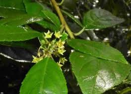 Image result for Crabbea cirsioides