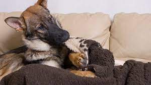 Why Does My Dog Nibble On Blankets Anxiouscanine Com