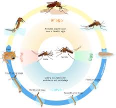 Biological Life Cycle Wikipedia