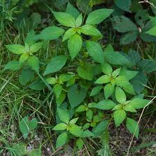 Image result for Acalypha polymorpha