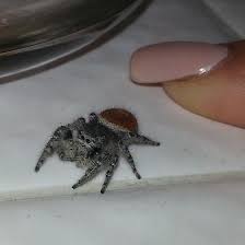 We did not find results for: Red Backed Jumping Spider Phidippus Bugguide Net