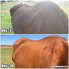 Uc Davis Emaciated Horse Diet Horse Plus Humane Society Horses Diet Horse Weight Horse Nutrition