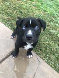 Black And White Pitbull Puppy With Blue Eyes Pitsky Pitbull Husky Blue Eyes Fluffy Puppies Beautiful Dogs Cute Dogs