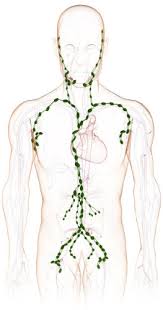 Aufgebaut ist das lymphsystem sehr ähnlich, wie das system des blutkreislaufes. Slimyonik Das Menschliche Lymphsystem