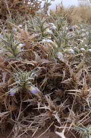 Image result for Blepharis