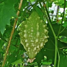 Image result for Momordica balsamina