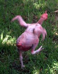 Animals without hair or fur. 12 Amazing Hairless Animals That We Keep As Pets Pethelpful