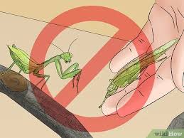 Cockroach and feeder roach care sheet; 3 Ways To Make A Praying Mantis Habitat Wikihow