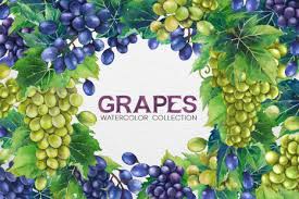 Download the grapes, food png. Watercolor Grapes In Illustrations On Yellow Images Creative Store