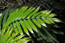 Image result for Stenochlaena