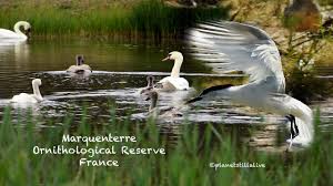 Marquenterre Bird Reserve France Youtube