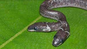 Rare Two Headed Wolf Snake Discovered In Indian Forest Ladbible Snake Animals Wildlife