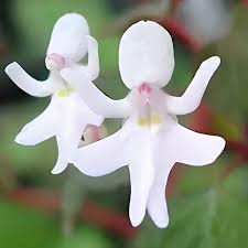 Image result for Impatiens bequaertii