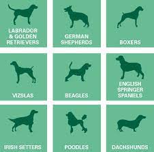 Understanding Your Dog S Epilepsy Dogs With Epilepsy