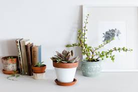 It grows about 4 inches tall. Succulents Plant Care Growing Guide