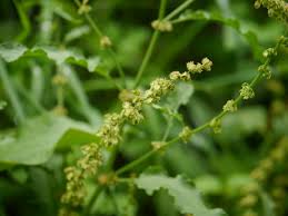 Image result for Rumex nepalensis