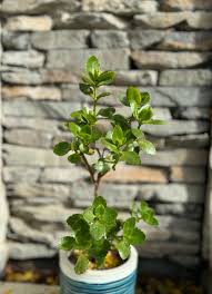 Image result for Kalanchoe blossfeldiana