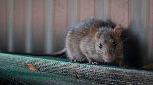 Check spelling or type a new query. How Far Do Rats Travel From Their Nest Diy Rodent Control