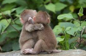 Um The Camera S This Way Guys Cute Animals Cute Baby Animals Animal Hugs With tenor, maker of gif keyboard, add popular cute monkey hug animated gifs to your conversations. cute baby animals