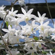 Image result for Psydrax richardsiae