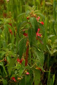 Image result for Impatiens gomphophylla