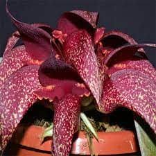 Image result for Bulbophyllum prorepens