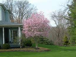 Landscape Ninjas Trees For Front Yard Ornamental Trees Magnolia Tree Landscaping