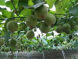 It even has some fantastic health benefits such as: Page 3 Royalty Free Tree Vine Photos Pikist
