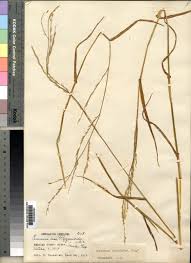 Image result for Acroceras amplectens