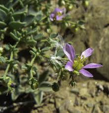 Image result for Fagonia isotricha