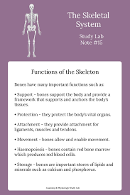 Function Of The Skeleton Basic Anatomy And Physiology Medical Terminology Study Anatomy Education