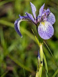 Along The Air Line Trail Stan Malcolm Photos Blue Flag Iris Iris Versicolor Habitat Garden