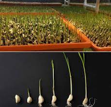 Growing Garlic Hydroponically Nutrients For Garlic Plants Gardening Tips