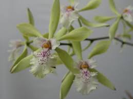 Image result for Annickia ambigua