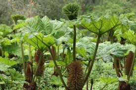 Image result for Gunnera