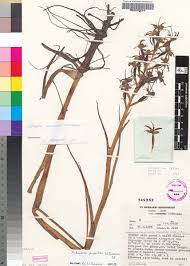 Image result for Habenaria pasmithii