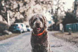 Find out how to manage your rabbit expenses more effectively here! Dog Walking Services Near Me Raleigh Nc Professional Pet Walker Cary